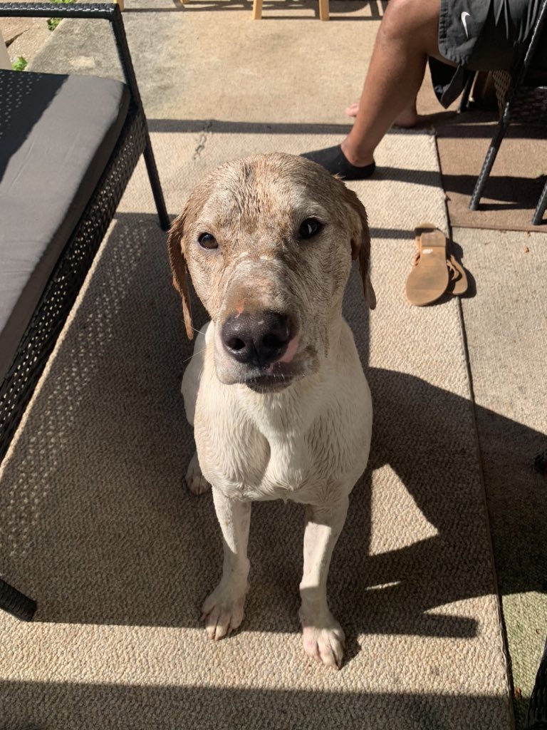 Whitney_McKay_'s tweet photo. Today is my babies birthday. If you know Buck you know he doesn’t know stranger, &amp; will bug you until you like him. You are the biggest pain in my butt, but the most loyal dog I’ve ever owned. Can’t believe my baby is 1 😭 (yes I’m being that dog mom rn, just let me) https://t.co/CQUy2JeVZa