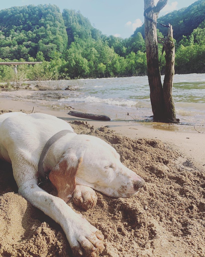 Whitney_McKay_'s tweet photo. Today is my babies birthday. If you know Buck you know he doesn’t know stranger, &amp; will bug you until you like him. You are the biggest pain in my butt, but the most loyal dog I’ve ever owned. Can’t believe my baby is 1 😭 (yes I’m being that dog mom rn, just let me) https://t.co/CQUy2JeVZa