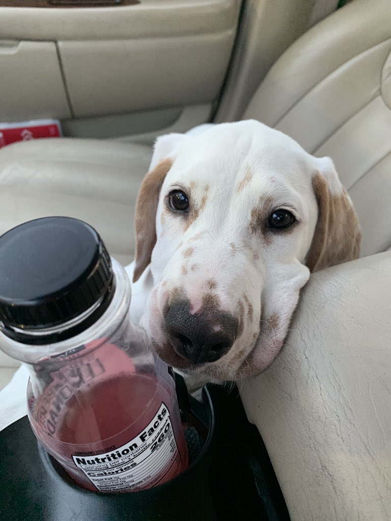 Whitney_McKay_'s tweet photo. Today is my babies birthday. If you know Buck you know he doesn’t know stranger, &amp; will bug you until you like him. You are the biggest pain in my butt, but the most loyal dog I’ve ever owned. Can’t believe my baby is 1 😭 (yes I’m being that dog mom rn, just let me) https://t.co/CQUy2JeVZa