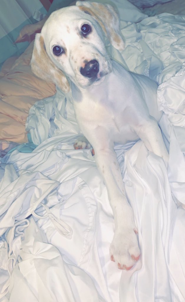 Whitney_McKay_'s tweet photo. Today is my babies birthday. If you know Buck you know he doesn’t know stranger, &amp; will bug you until you like him. You are the biggest pain in my butt, but the most loyal dog I’ve ever owned. Can’t believe my baby is 1 😭 (yes I’m being that dog mom rn, just let me) https://t.co/CQUy2JeVZa