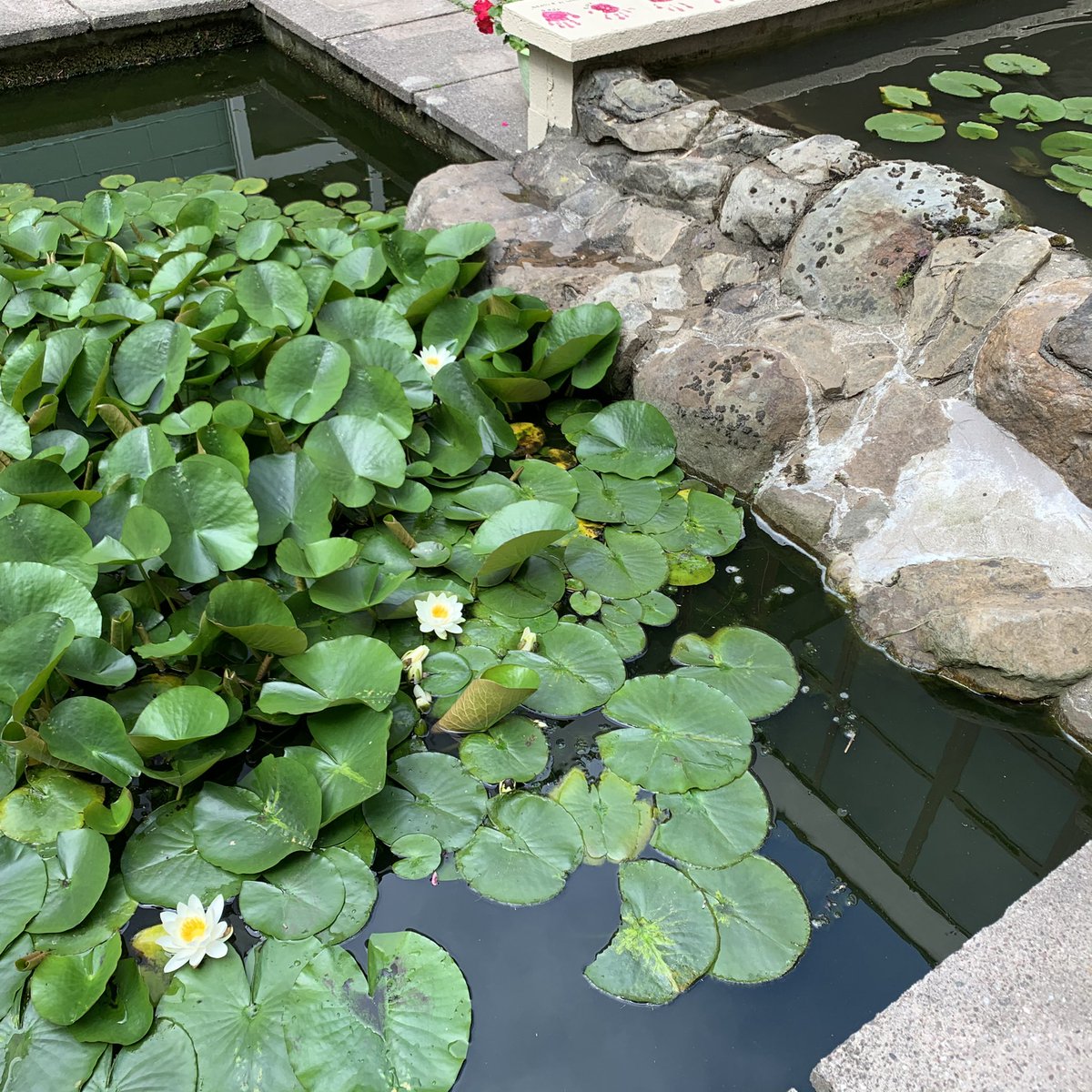 Lush morning <a href="/HubRisca/">Risca Hub</a>. Lots of exercise, watering the allotment, picking fruit and looking at the fish #Goodtimes #lastsession #Lotsofwalking