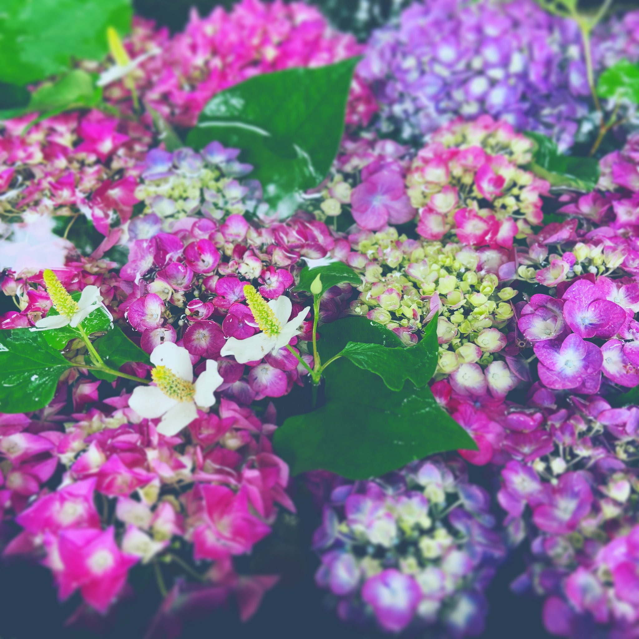 柳津虚空蔵尊 手水舎の紫陽花始まりました 紫陽花 アジサイ どくだみ ふき 手水舎 龍 黄金水 七不思議 湧水 登米市 お寺 柳津虚空蔵尊 柳津虚空蔵尊 柳津虚空蔵尊 手水舎の紫陽花始まりました 紫陽花 アジサイ どくだみ ふき 手水舎 龍 黄金水 七不思議 湧水 登米市 お寺 柳津虚空蔵尊 柳津虚空蔵尊
