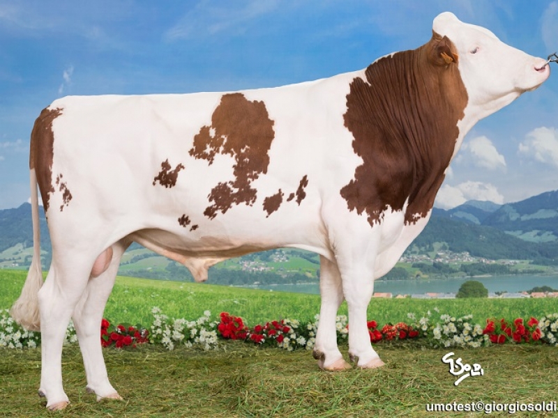 SFitamant's tweet photo. June 2020 #Montbeliarde #ProofWeek #GeneticEvaluations #TeamDairy #ceuxquifontlelait #Coopex #Umotest
Nº1 PROVEN of the breed : HALLEZ ISU 155
Nº2 PROVEN : JINTONIC ISU 152
Nº3 PROVEN : ILAX ISU 150
Nº4 PROVEN : ILANNE ISU 147
https://t.co/atSOWsz5l7 https://t.co/h2gxx1MKdR
