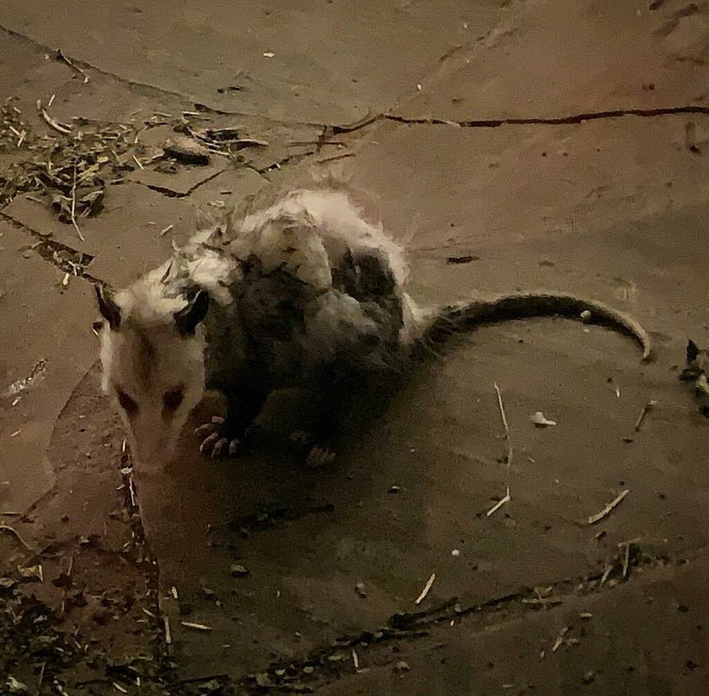 superdumb's tweet photo. Thought this little guy was a goner when the dogs brought him to the patio but thankfully he unrolled after about 20 minutes of playing possum. 
#circleoflife #dogssuck #possum #backyard #wildlife #wichita #mrpointy #pinknose https://t.co/i1IjlT8A9v https://t.co/ofgDehYNTX