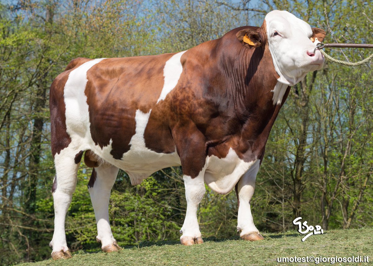 SFitamant's tweet photo. June 2020 #Montbeliarde #ProofWeek #GeneticEvaluations #TeamDairy #ceuxquifontlelait #Coopex #Umotest
Nº1 PROVEN of the breed : HALLEZ ISU 155
Nº2 PROVEN : JINTONIC ISU 152
Nº3 PROVEN : ILAX ISU 150
Nº4 PROVEN : ILANNE ISU 147
https://t.co/atSOWsz5l7 https://t.co/h2gxx1MKdR