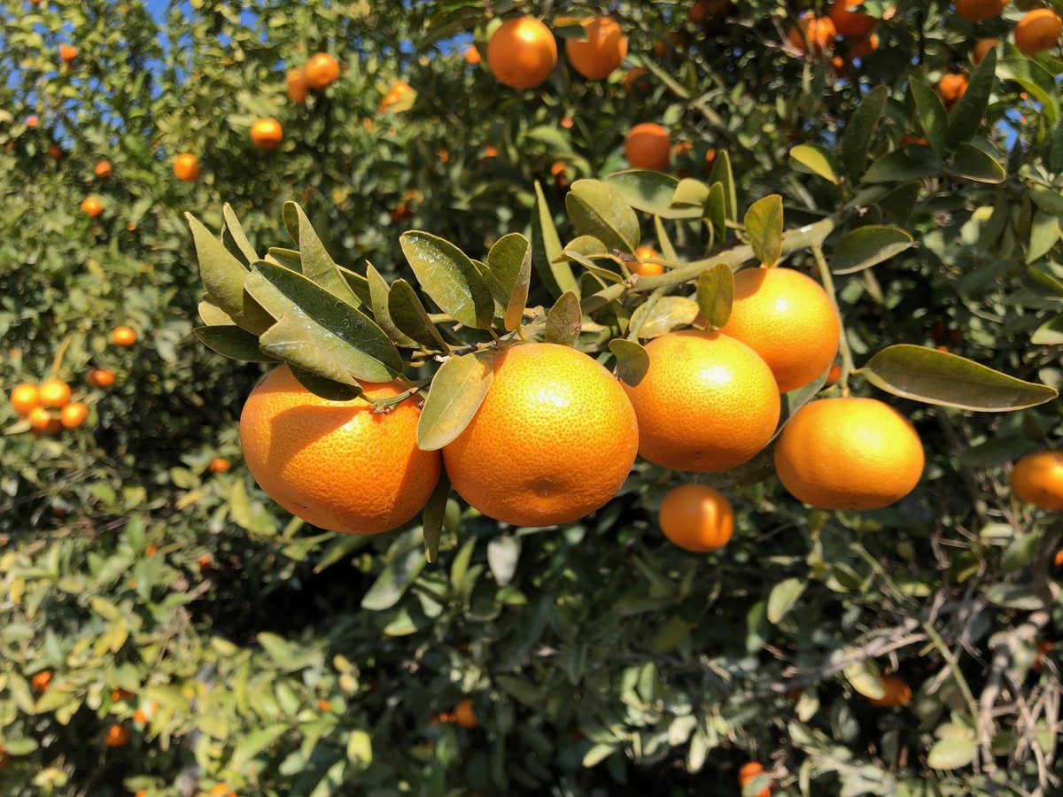 South Africa is expected to export a record 143.3 million cartons of citrus fruit to more than 100 countries in 2020, a 13% increase from 2019. Read more on stage one of the logistics journey 'fruit picked at source':
ow.ly/5McS50Ait85