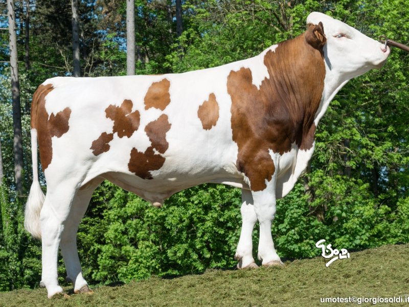 SFitamant's tweet photo. June 2020 #Montbeliarde #ProofWeek #GeneticEvaluations #TeamDairy #ceuxquifontlelait #Coopex #Umotest
Nº1 PROVEN of the breed : HALLEZ ISU 155
Nº2 PROVEN : JINTONIC ISU 152
Nº3 PROVEN : ILAX ISU 150
Nº4 PROVEN : ILANNE ISU 147
https://t.co/atSOWsz5l7 https://t.co/h2gxx1MKdR