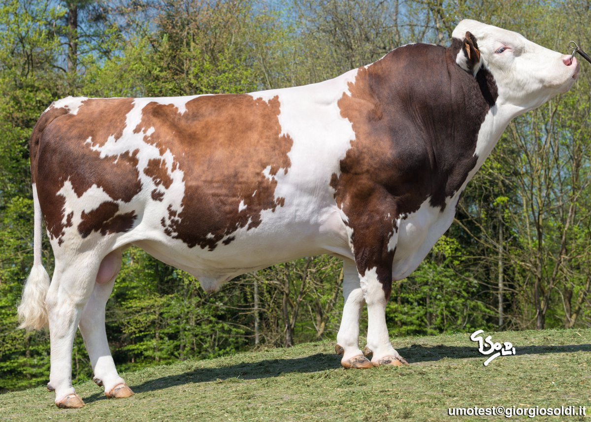 SFitamant's tweet photo. June 2020 #Montbeliarde #ProofWeek #GeneticEvaluations #TeamDairy #ceuxquifontlelait #Coopex #Umotest
Nº1 PROVEN of the breed : HALLEZ ISU 155
Nº2 PROVEN : JINTONIC ISU 152
Nº3 PROVEN : ILAX ISU 150
Nº4 PROVEN : ILANNE ISU 147
https://t.co/atSOWsz5l7 https://t.co/h2gxx1MKdR