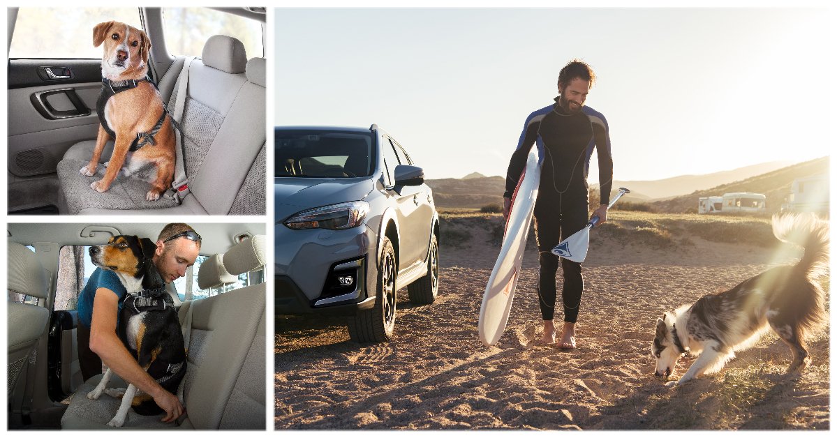 Off on an adventure?
Make sure your four legged friends are just as safe as you in your Subaru. Safety sits at the heart of everything we do so we've put together some suggestions on how to look after your pets on long drives. Read about it in on page 20: https://t.co/gtnyWTLZCj https://t.co/o8RHGFJQgT