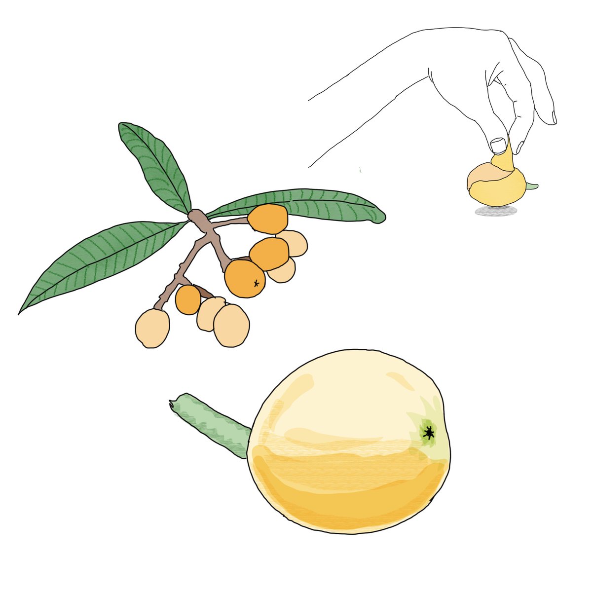 枇杷のイラスト 今日の一枚 近藤丸 Kondoumaruのイラスト