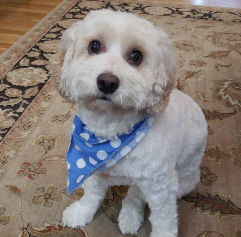 RobbRealtyAtl's tweet photo. Today is National Take Your Dog to Work Day! Here are some of our furry friends here at Robb Realty: Max, Charlotte, Biscuit, Guinness and Shandy 🐾
#takeyourdogtoworkday #takeyourdogtowork #dog #dogs #puppies #pup #fido #mansbestfriend #robbrealtyatlanta #bhhsga https://t.co/VnFi6kOPh5