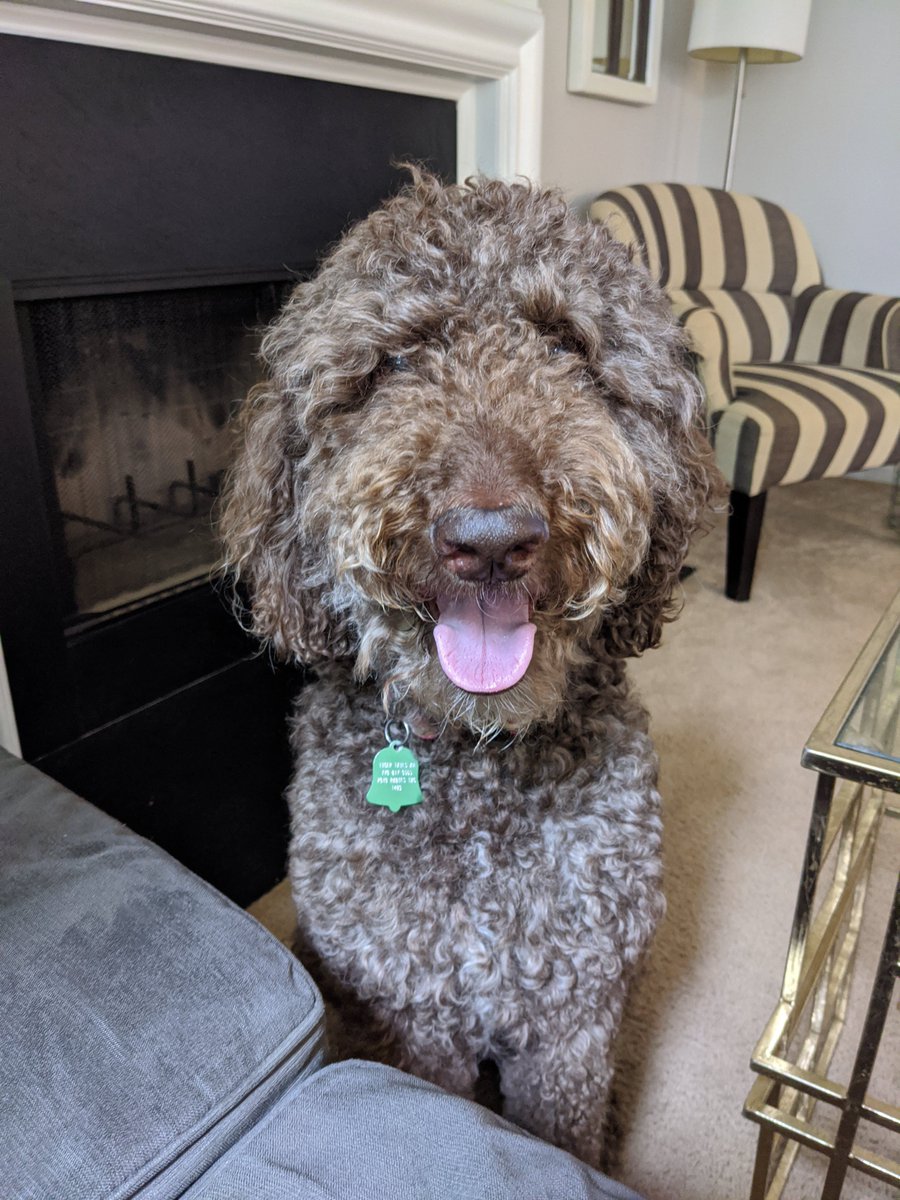 RobbRealtyAtl's tweet photo. Today is National Take Your Dog to Work Day! Here are some of our furry friends here at Robb Realty: Max, Charlotte, Biscuit, Guinness and Shandy 🐾
#takeyourdogtoworkday #takeyourdogtowork #dog #dogs #puppies #pup #fido #mansbestfriend #robbrealtyatlanta #bhhsga https://t.co/VnFi6kOPh5