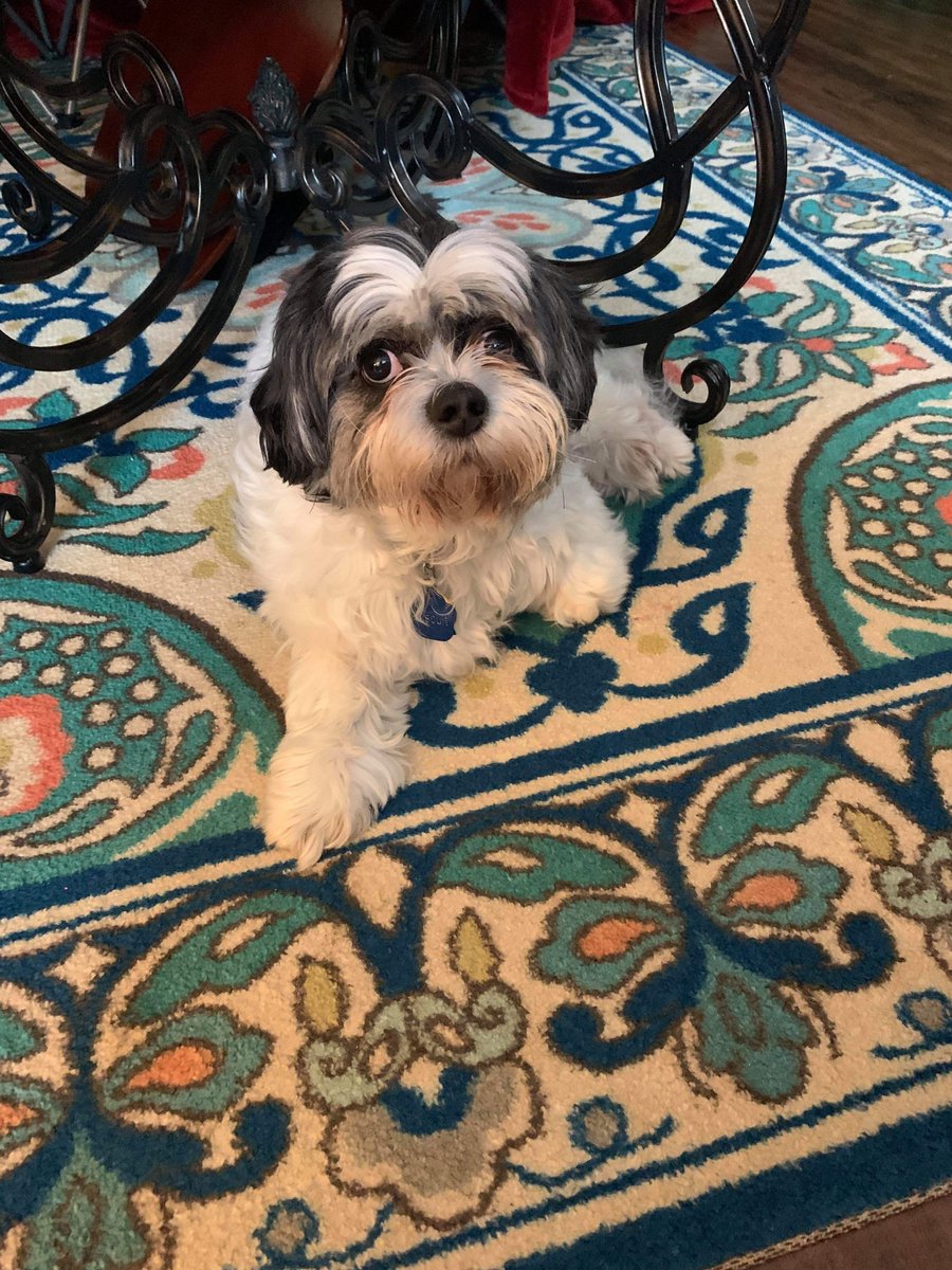 RobbRealtyAtl's tweet photo. Today is National Take Your Dog to Work Day! Here are some of our furry friends here at Robb Realty: Max, Charlotte, Biscuit, Guinness and Shandy 🐾
#takeyourdogtoworkday #takeyourdogtowork #dog #dogs #puppies #pup #fido #mansbestfriend #robbrealtyatlanta #bhhsga https://t.co/VnFi6kOPh5