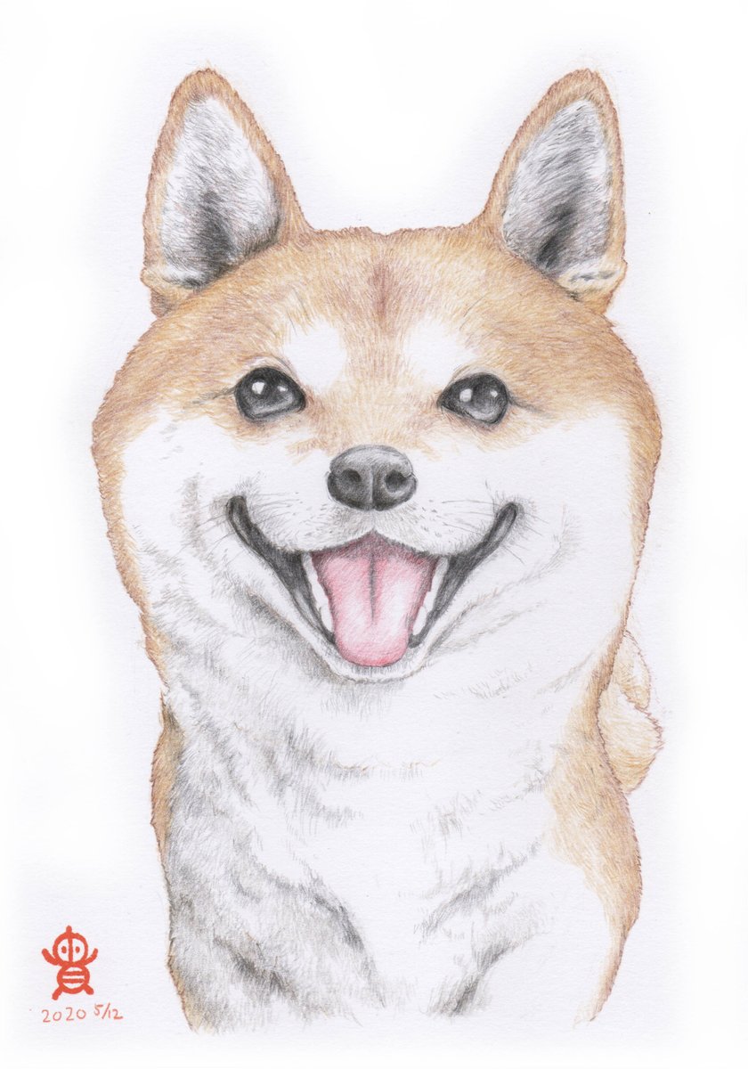 貴房 黒柴ちゃん色鉛筆画 描き上がりましたー 以前に描いた赤柴は口を開けてたので 黒柴ちゃんは口を閉じた姿 阿吽 ですね 黒の毛並みに黒 紫 茶 青の色鉛筆を重ねていて そこが一番根気が要りました 鉛筆画 動物画 色鉛筆画 絵描き