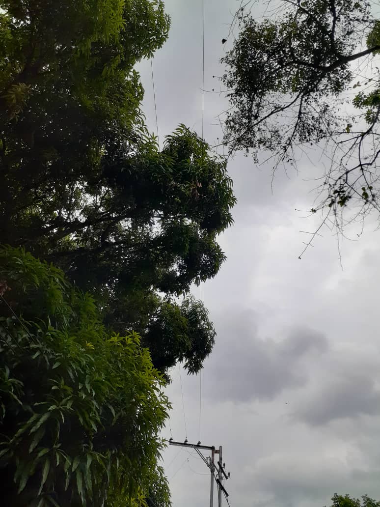 aligago's tweet photo. @CorpoelecAragu2 @lrsapiain @FreddyBritoM1 @RMarcoTorres @amigosdemaracay @AlcaldePedroB Urb.Palmarito necesita con urgencia  la poda de unas ramas sobre tendido de alta tension en un sitio muy puntual, estás producen fallas eléctricas que tardan hasta 28horas en ser reparadas. @RMarcoTorres  @AlcaldePedroB @lrsapiain https://t.co/dDXhJXxvbl