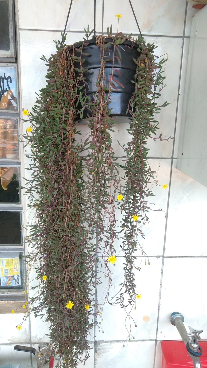 mardoqueusousa's tweet photo. Minhas plantas https://t.co/WlFwA3N5Ju