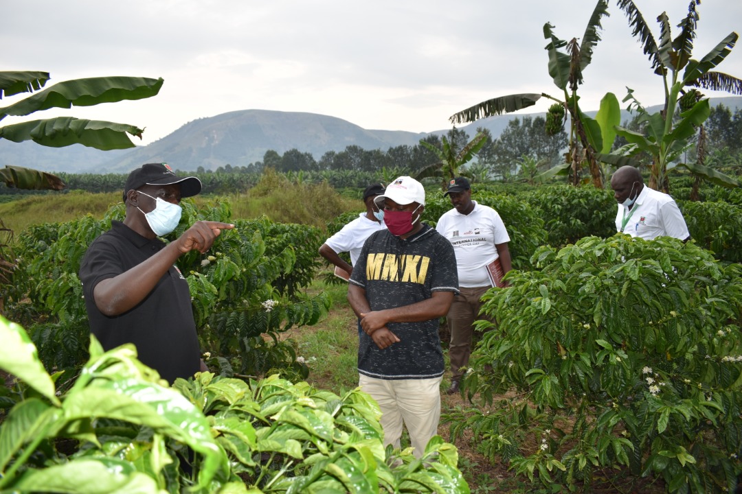 UgandaCoffee_'s tweet photo. Mr Edmund Kananura, our director of quality and regulatory services discusses good agricultural practices with a coffee farmer, Mr Fred Mugabe. 
For more information on our extension services, please follow this link; https://t.co/plNUdmS2KT https://t.co/GWvKEdl4iU