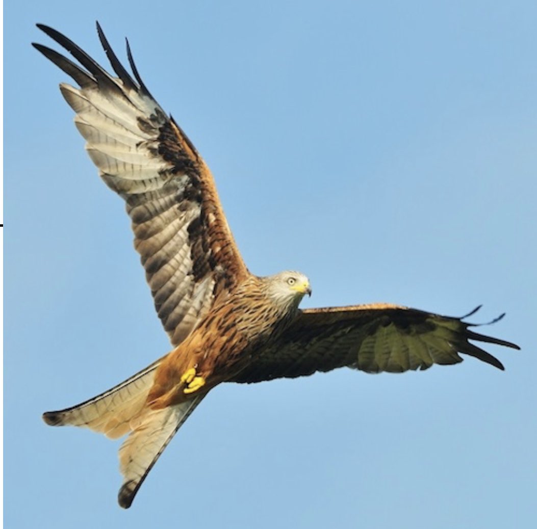 The Welsh Red Kite'