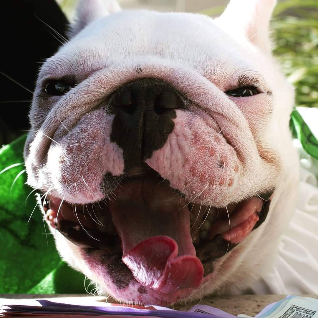 _JulieChristian's tweet photo. @ReneeGendron Tolstoy,  aka Bark Vader https://t.co/gcbxsTJLs2