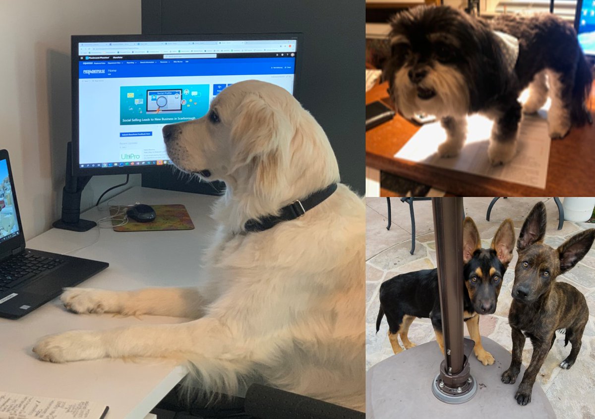 piedmontplastic's tweet photo. Today we’re celebrating National Take Your Dog To Work Day virtually by sharing some of our favorite Piedmont pups working (and playing) from home! #takeyourdogtoworkday #workfromhomedogs #piedmontplastics https://t.co/Sl291R4Gcr