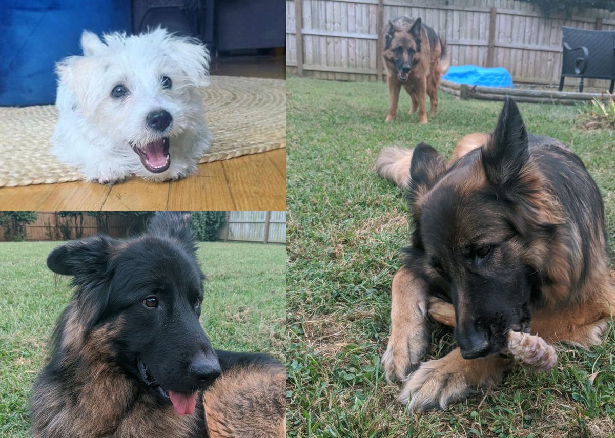 piedmontplastic's tweet photo. Today we’re celebrating National Take Your Dog To Work Day virtually by sharing some of our favorite Piedmont pups working (and playing) from home! #takeyourdogtoworkday #workfromhomedogs #piedmontplastics https://t.co/Sl291R4Gcr
