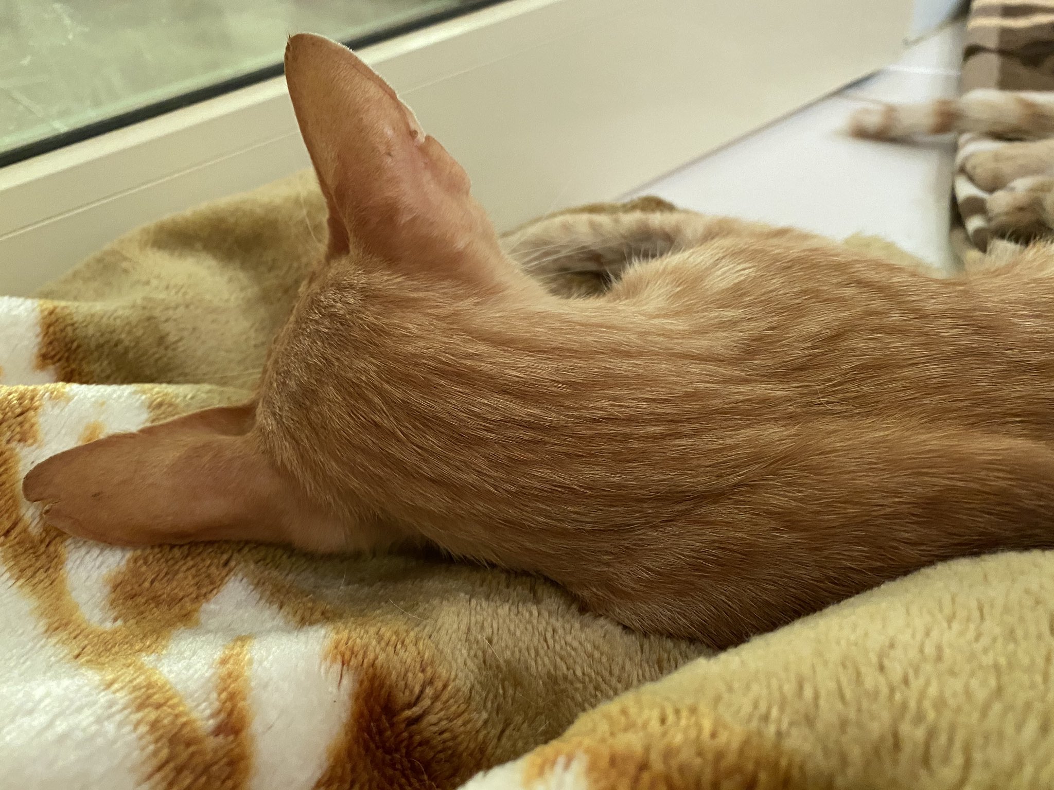 はなもも Hanamomo 猫は話しかけると 聞いてますよ とか 気持ちはあなたに向いてますよ の証にゆっくり目をつぶったり ゆっくり瞬きをする もうぼんやりして視線が合わなくなった頃 目を閉じることも瞬きもほとんどしなくなったんだけれど 名前を呼ん