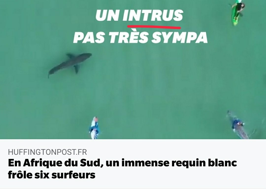 Resituons: dans l'océan, les intrus c'est nous. cc <a href="/LeHuffPost/">Le HuffPost</a>

#RespectTheOcean #SeaShepherd