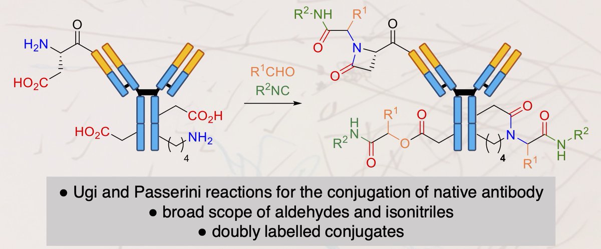 BFC_UMR7199's tweet photo. @CharlotteSornay and @ChaubetGuilhem's article was accepted in @ChemEurJ!๐๐ฅณ
They used the Ugi/Passerini reaction for the site-selective modification of trastuzumab!
->https://t.co/zvZpeOwjnc
Thanks to @CianferaniS lab, without whom nothing would be possible๐
#BioconjUgi https://t.co/lj4onGD91X