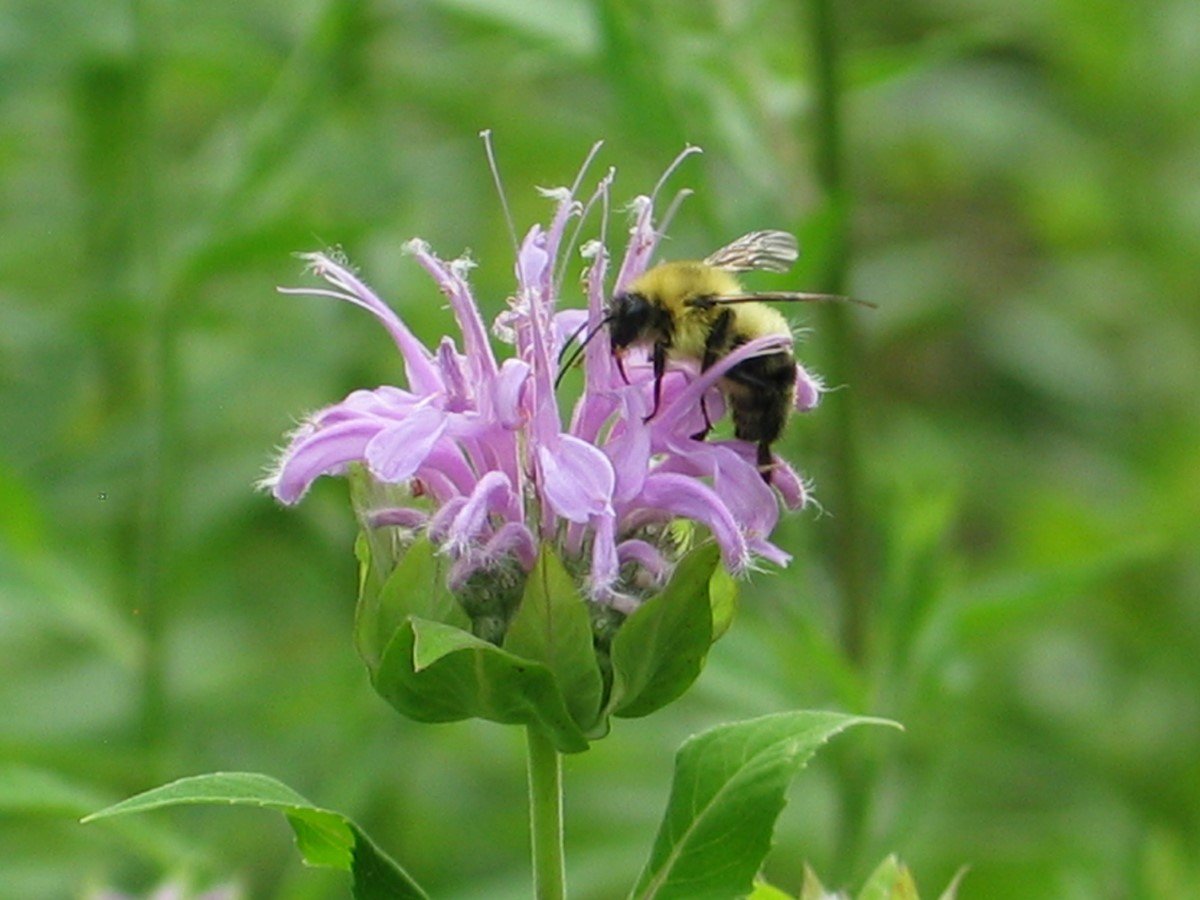 dupageforest's tweet photo. โAerodynamically, the bumble bee shouldnโt be able to fly, but the bumble bee doesnโt know it so it goes on flying anyway.โ
~ Mary Kay Ash
#HappyFriday #HappyFlyDay #FlyAnyway #PollinatorWeek https://t.co/dgcbYv95cA