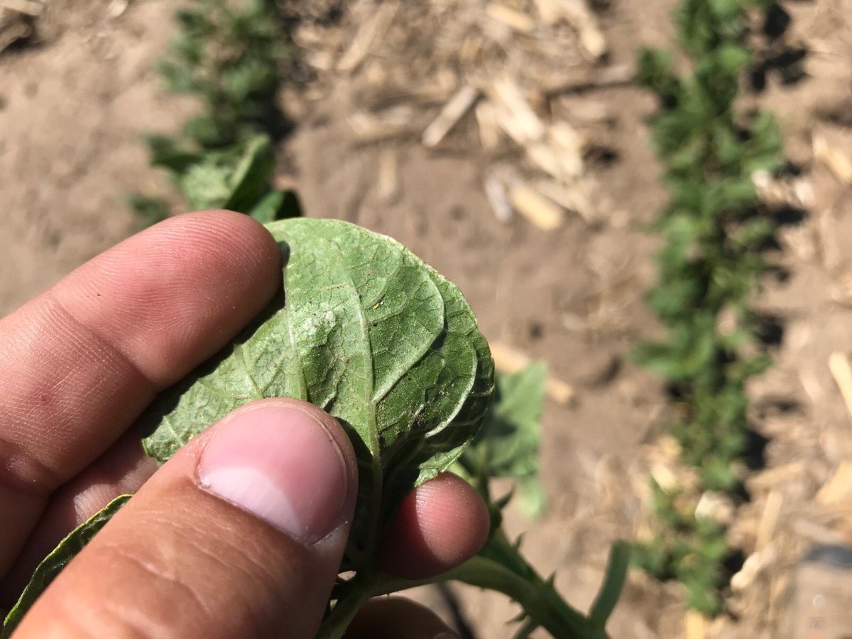 FvcTtaylor's tweet photo. Thrips on some edible beans causing yellow spots and leaf curling. @FVCoop https://t.co/jFmnuvEmCz
