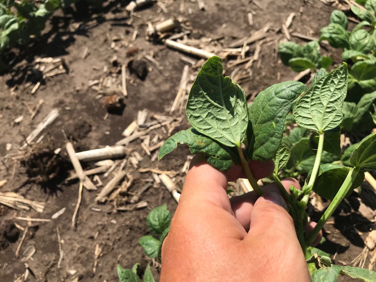 FvcTtaylor's tweet photo. Thrips on some edible beans causing yellow spots and leaf curling. @FVCoop https://t.co/jFmnuvEmCz