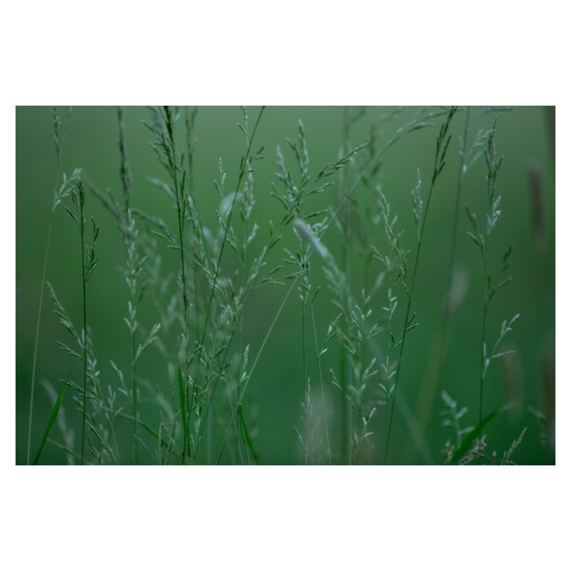 Olen viettänyt lomapäiviä Sipoossa. Eilen illalla kävin pihan laidalla tuijottamassa heinikkoon. Tässä kuva siltä reissulta.