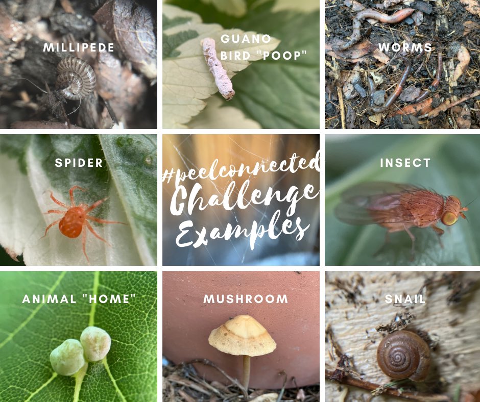 peel_fc's tweet photo. @peelschools for our last post of the school year inspired by @seekbyinat, take the scavenger hunt challenge & see what you can find throughout the summer. #peelconnected #enviroed #getoutside #learningnaturally #Homeschooling #peelfam https://t.co/pWkj3oNiPX