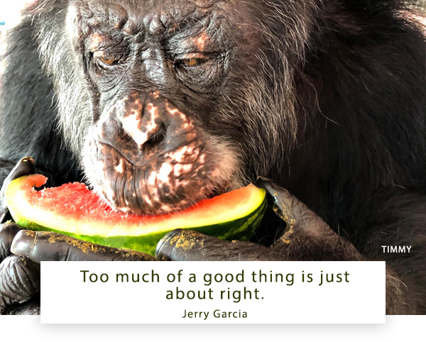 SaveTheChimps's tweet photo. Summer Fruit & Pant-Hoots! Visit our wishlist to donate our residents' favorite foods. #Watermelon & #strawberries are in season and will be served for #ChimpendenceDay! #Chimps love to eat and mealtime truly brings them joy. https://t.co/1l7CkddUub
#HappyFriday #TimmyTheChimp https://t.co/zok3oNHNXF