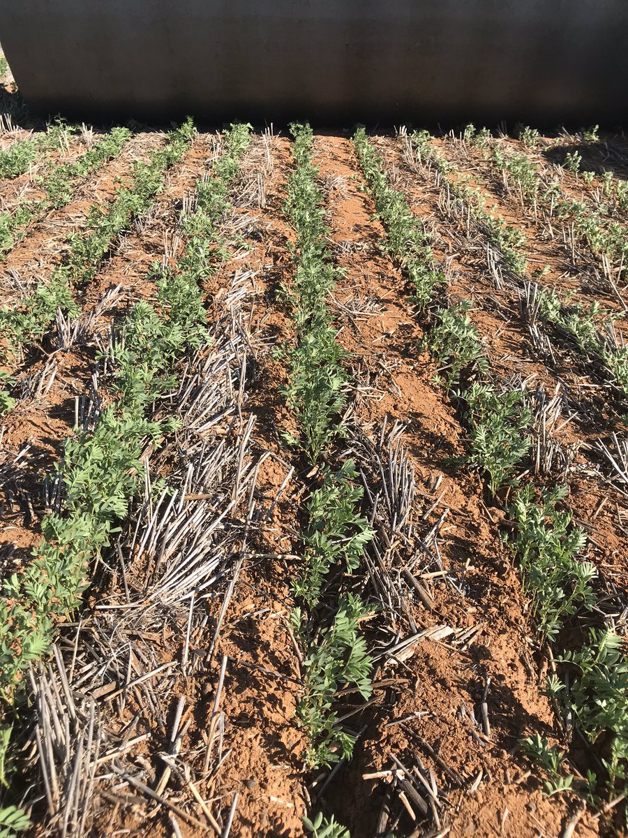 Equaliser press wheel proving there worth keeping the furrows open