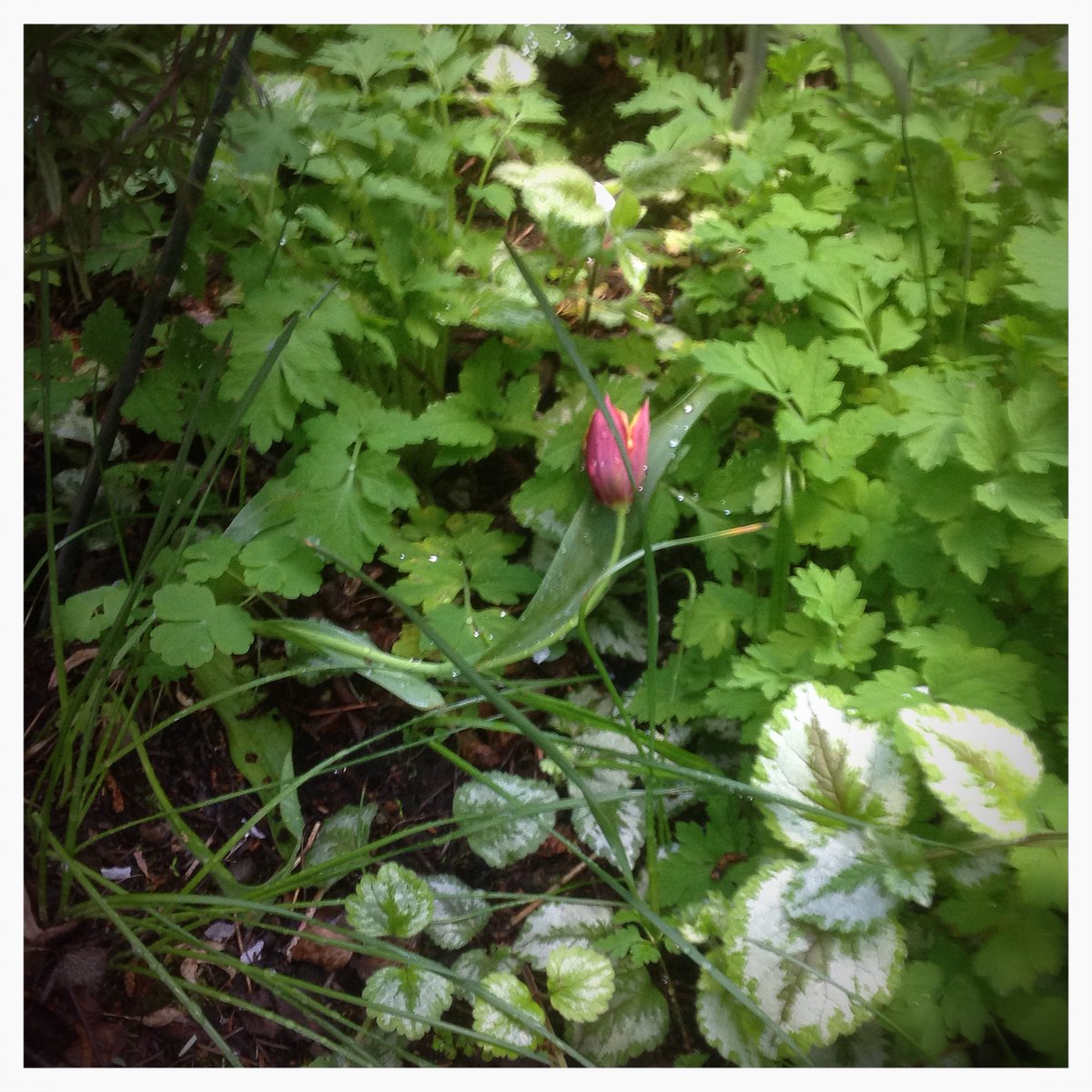 Hal_Duncan's tweet photo. Day 104 of #100DaysOfPlants & t is for tulip. As a child of the 1970s, I always associated these with big formal displays in plastic colours & was never really a fan, but with the naturalistic scatter of them through #Rakesden & the range of characters you can get, I am convert. https://t.co/OF2Da7j726