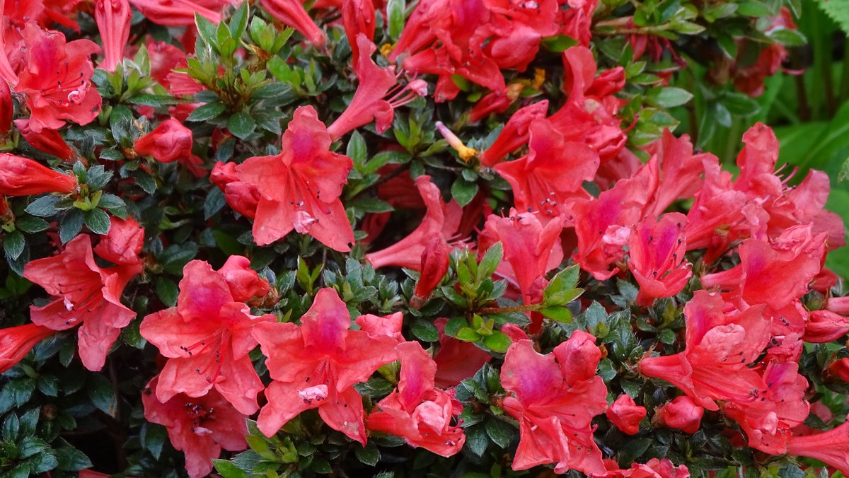 R. nakaharae surviving the heat in the South East. The small hairy leaves make it an attraction through the year, not just at flowering time.