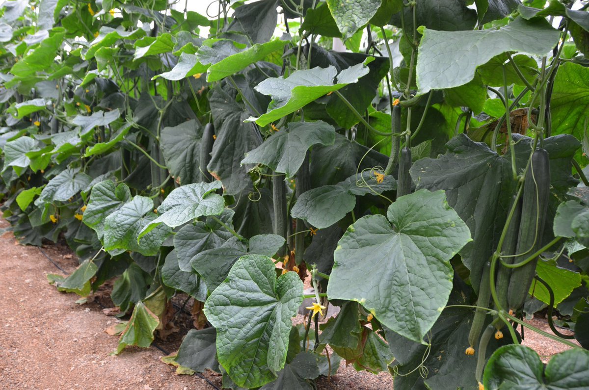 FHALMERIA's tweet photo. #Pepino temprano de Rijk Zwaan: una solución para cualquier problema... https://t.co/WJXq4G2lCU

#ForamiRZ #CliffRZ #blueleaf 
@Javier_LopezR 
@rijkzwaanES 
@innovamosjuntos https://t.co/DEAMreIP42