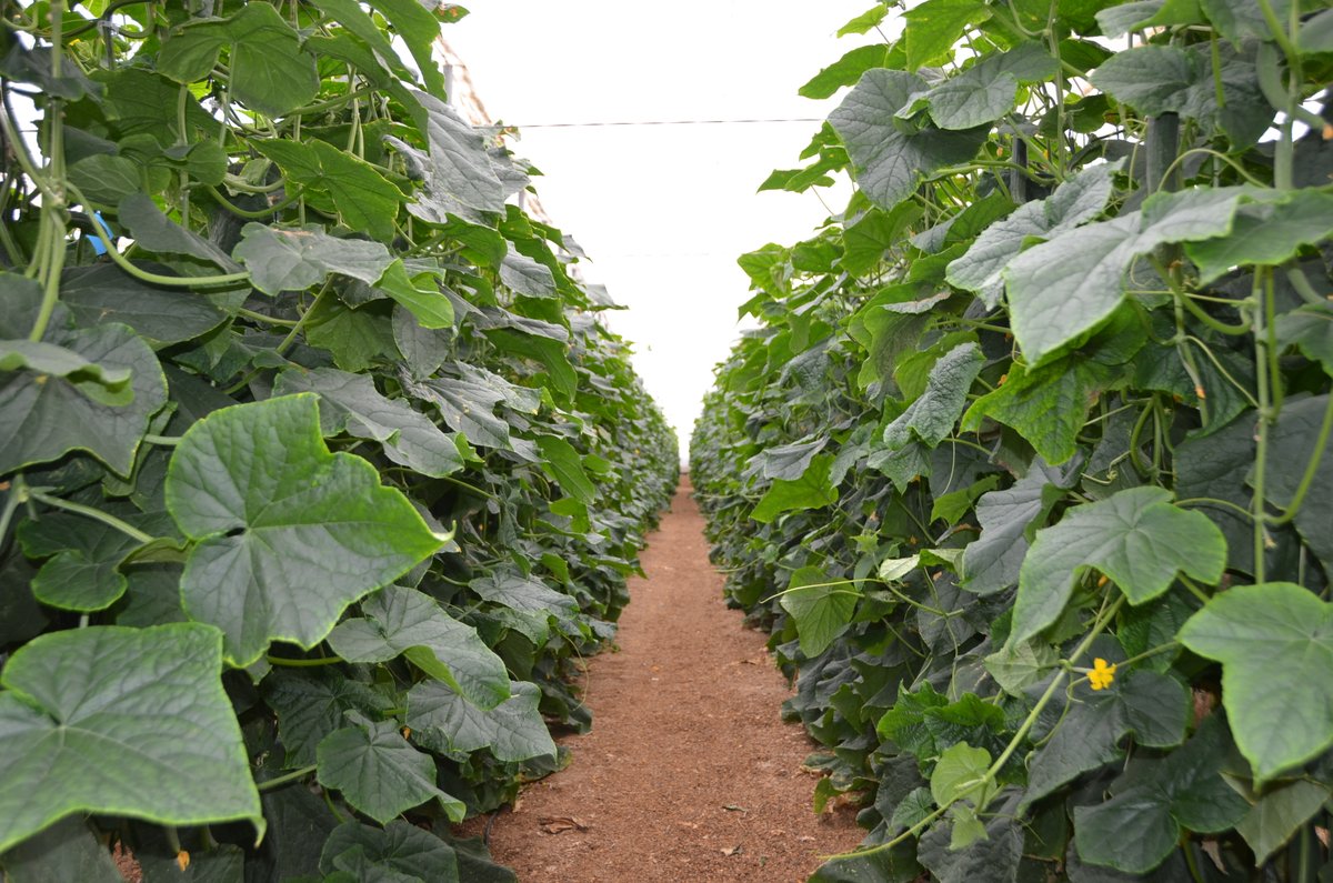 FHALMERIA's tweet photo. #Pepino temprano de Rijk Zwaan: una solución para cualquier problema... https://t.co/WJXq4G2lCU

#ForamiRZ #CliffRZ #blueleaf 
@Javier_LopezR 
@rijkzwaanES 
@innovamosjuntos https://t.co/DEAMreIP42