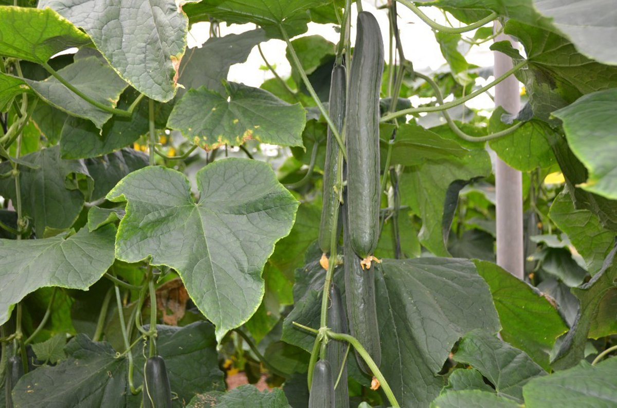 FHALMERIA's tweet photo. #Pepino temprano de Rijk Zwaan: una solución para cualquier problema... https://t.co/WJXq4G2lCU

#ForamiRZ #CliffRZ #blueleaf 
@Javier_LopezR 
@rijkzwaanES 
@innovamosjuntos https://t.co/DEAMreIP42