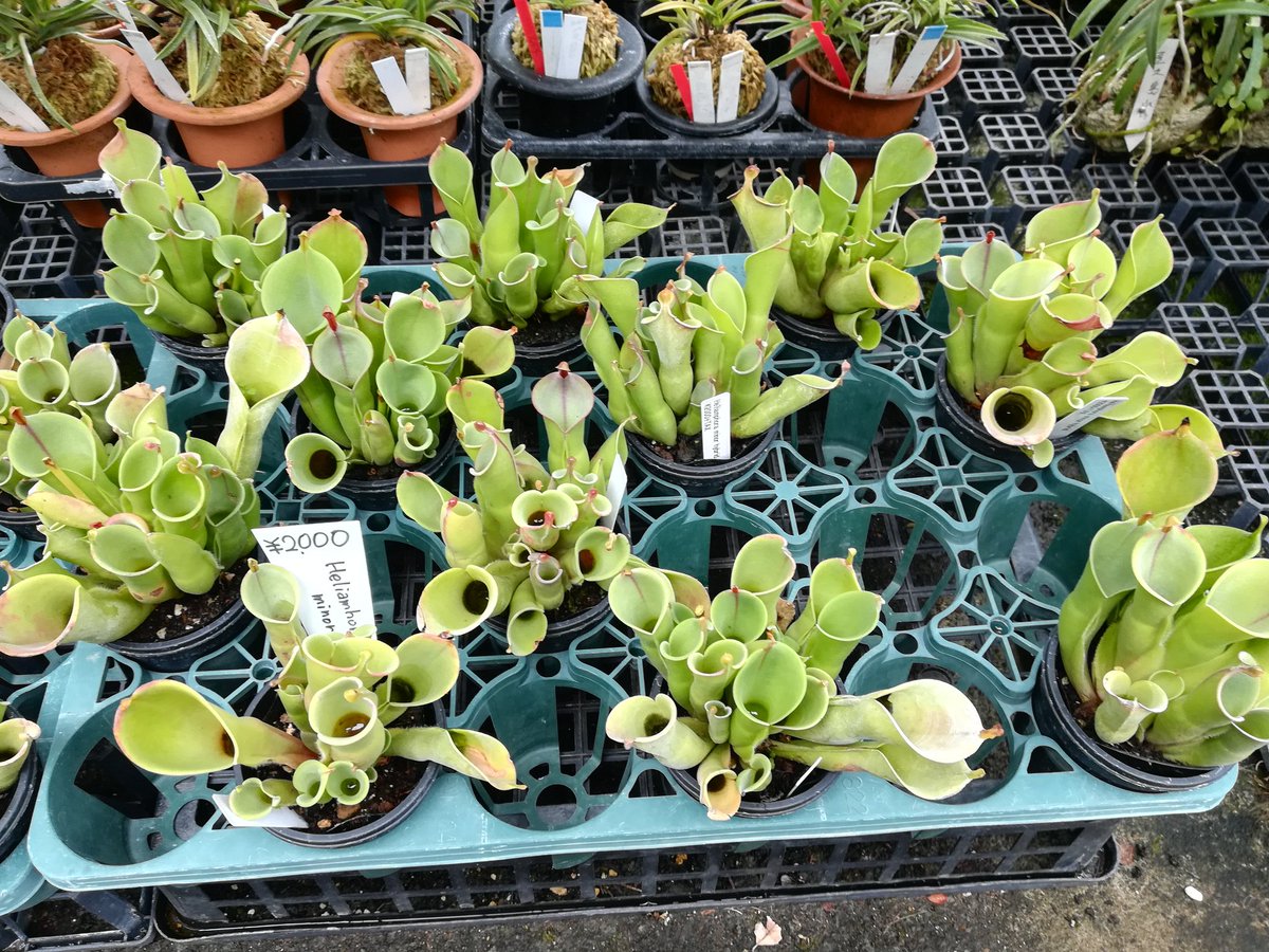 O Xrhsths アケピー 食虫植物 Sto Twitter 京都府精華町の 植木屋21さん ヘリアンフォラ ミノールの交配種 大きくてお値打ちでした ヘリアンフォラ 食虫植物 植木屋21 精華町 O Xrhsths アケピー 食虫植物 Sto Twitter 京都府精華町の 植木屋21さん ヘリアンフォラ ミノールの交配種 大きくてお値打ちでした ヘリアンフォラ 食虫植物 植木屋21 精華町