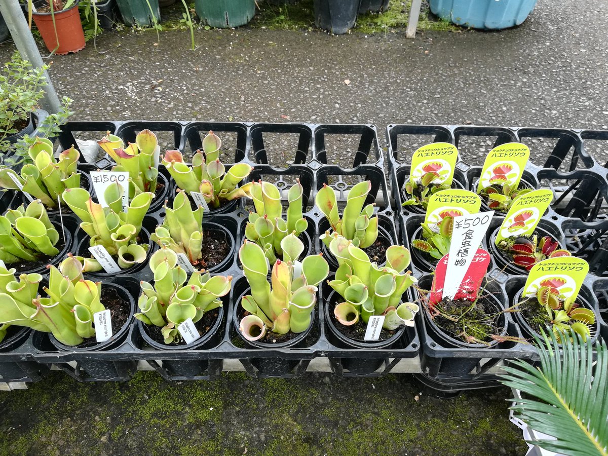O Xrhsths アケピー 食虫植物 Sto Twitter 京都府精華町の 植木屋21さん ヘリアンフォラ ミノールの交配種 大きくてお値打ちでした ヘリアンフォラ 食虫植物 植木屋21 精華町 O Xrhsths アケピー 食虫植物 Sto Twitter 京都府精華町の 植木屋21さん ヘリアンフォラ ミノールの交配種 大きくてお値打ちでした ヘリアンフォラ 食虫植物 植木屋21 精華町