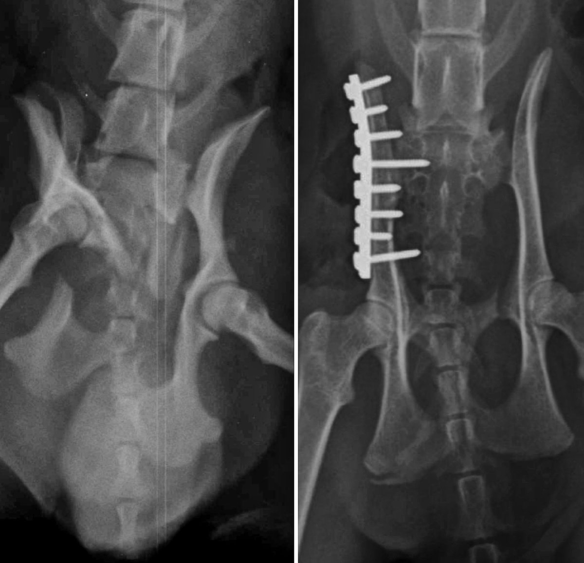 BOYCAN Veterinarios tweet media