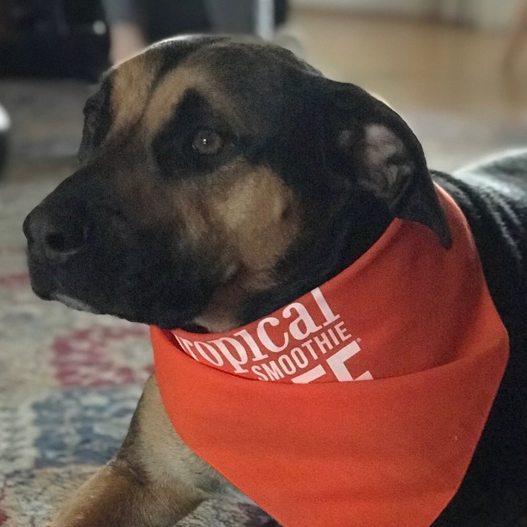 It's take your dog to work day. Who do you think will have more fun?