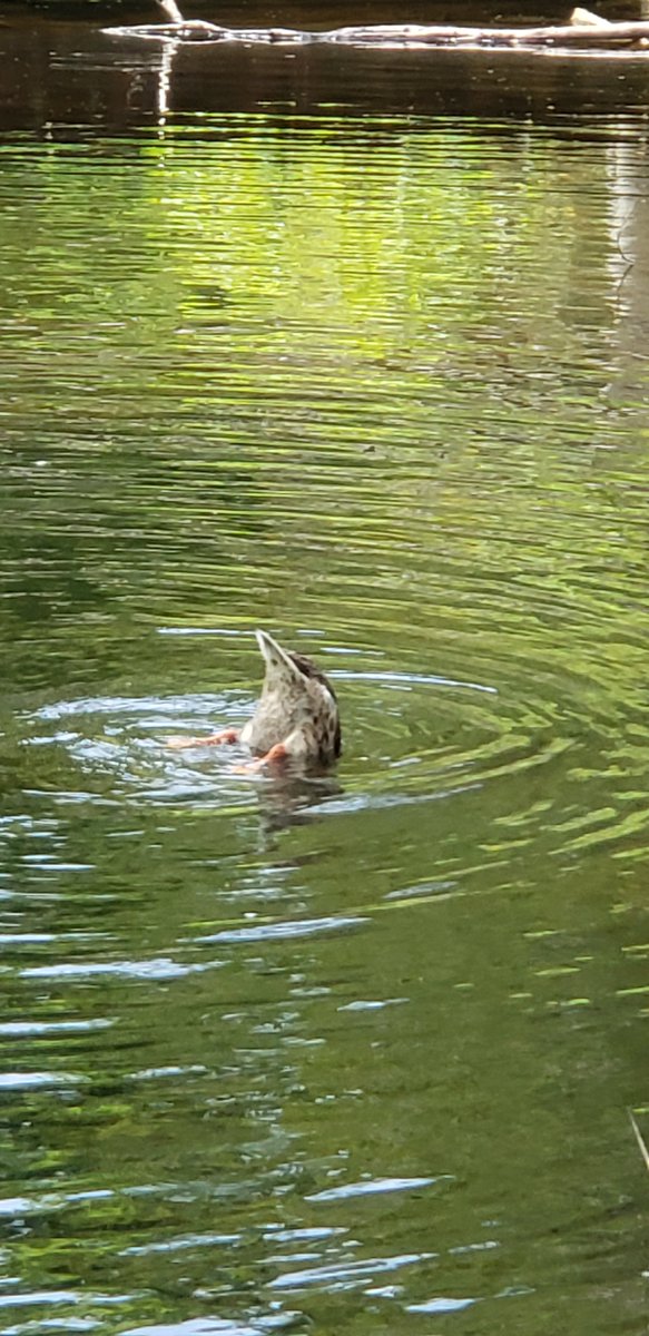 Daniel Sadowski tweet media