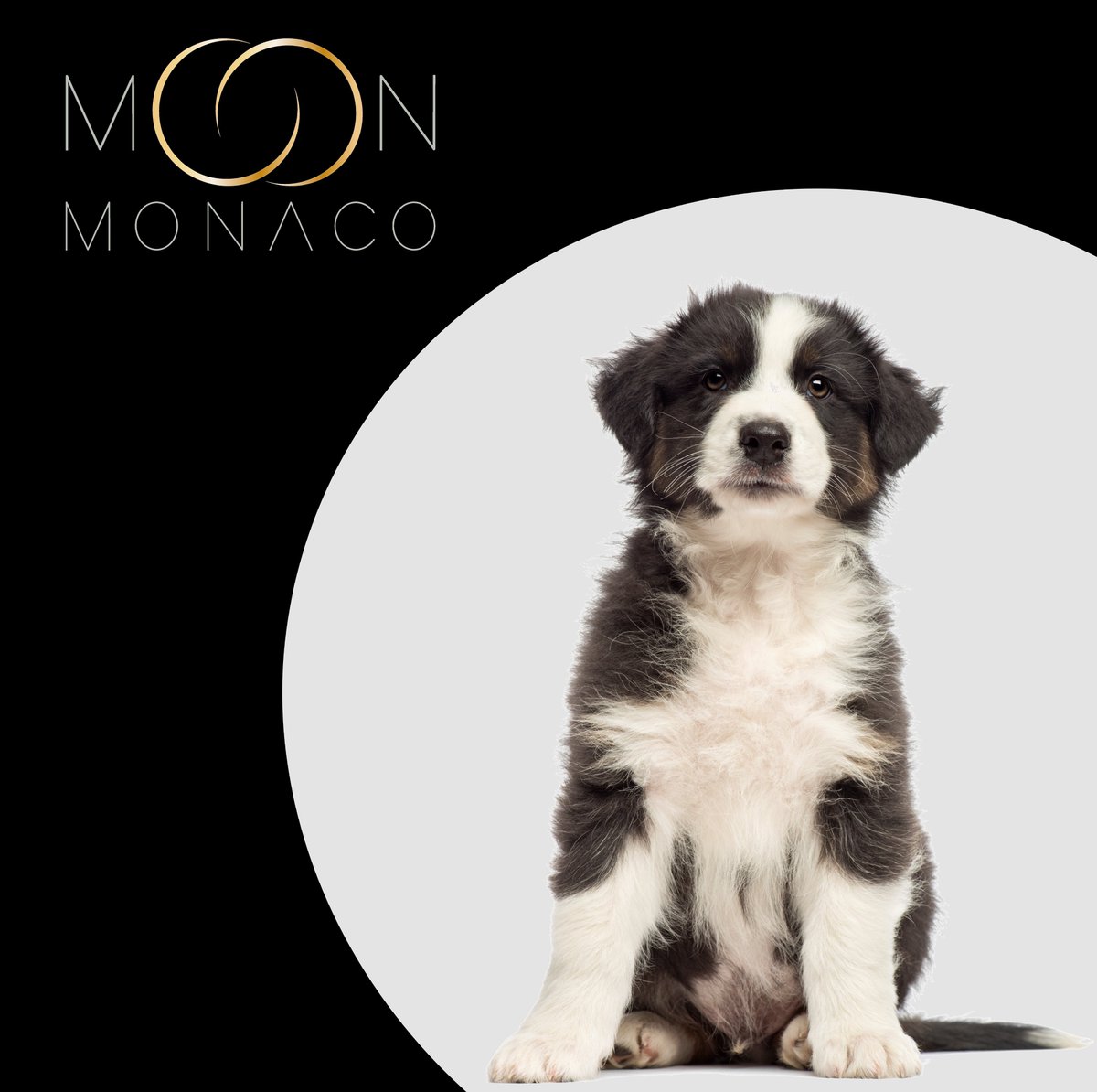 moon_monaco's tweet photo. #FeelGoodInstant #StaySafe 

#DogsOfTwitter #DogLovers #FashionForPets #MoonMonaco #FineJewelleryForPets #18CaratGold #NewCollection #Celestial #Monaco #Design #Puppy #Dog #AustralianShepherd https://t.co/BgTxEooj1l