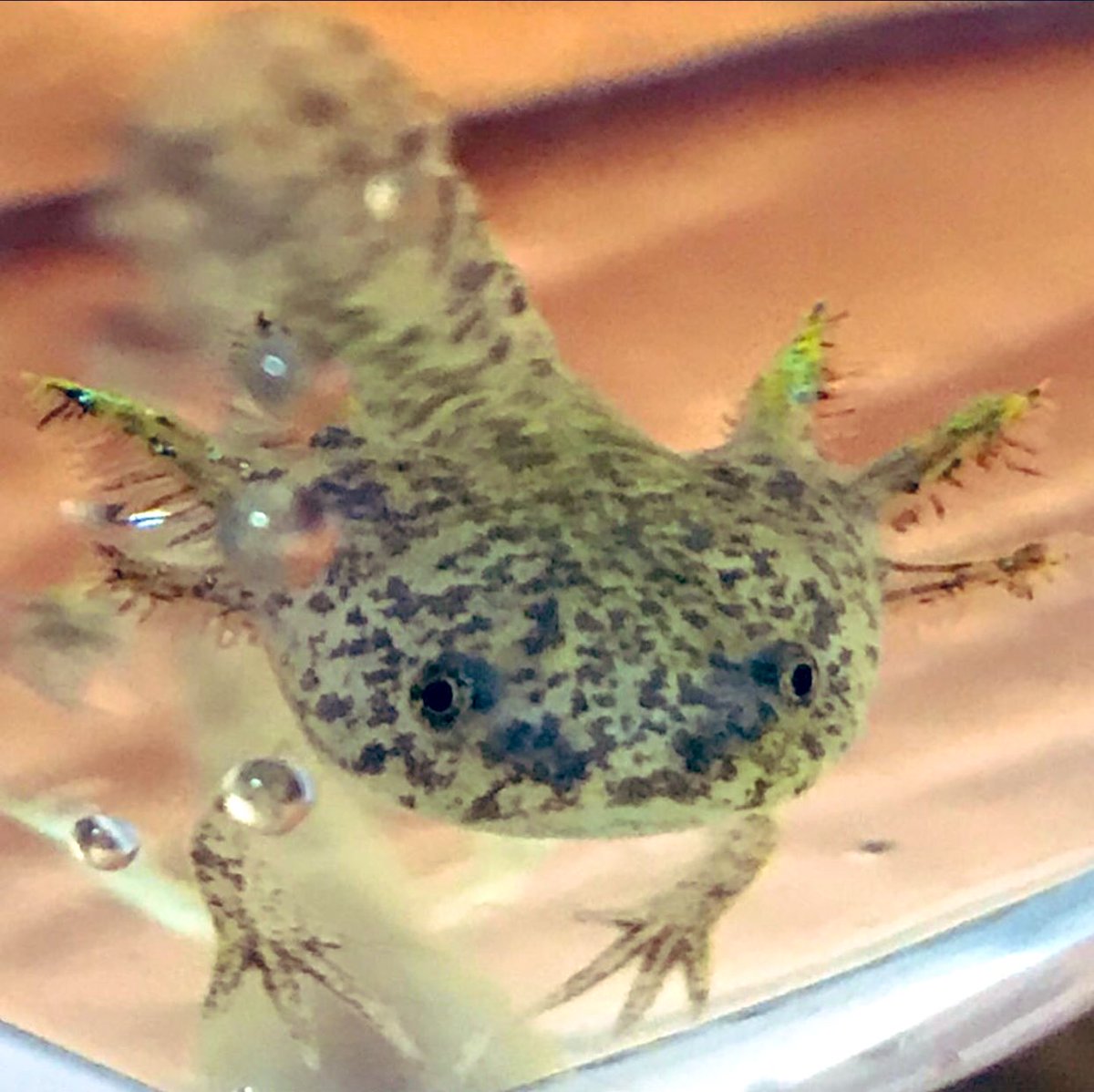 美月昌子 メダカとウーパールーパー飼ってます