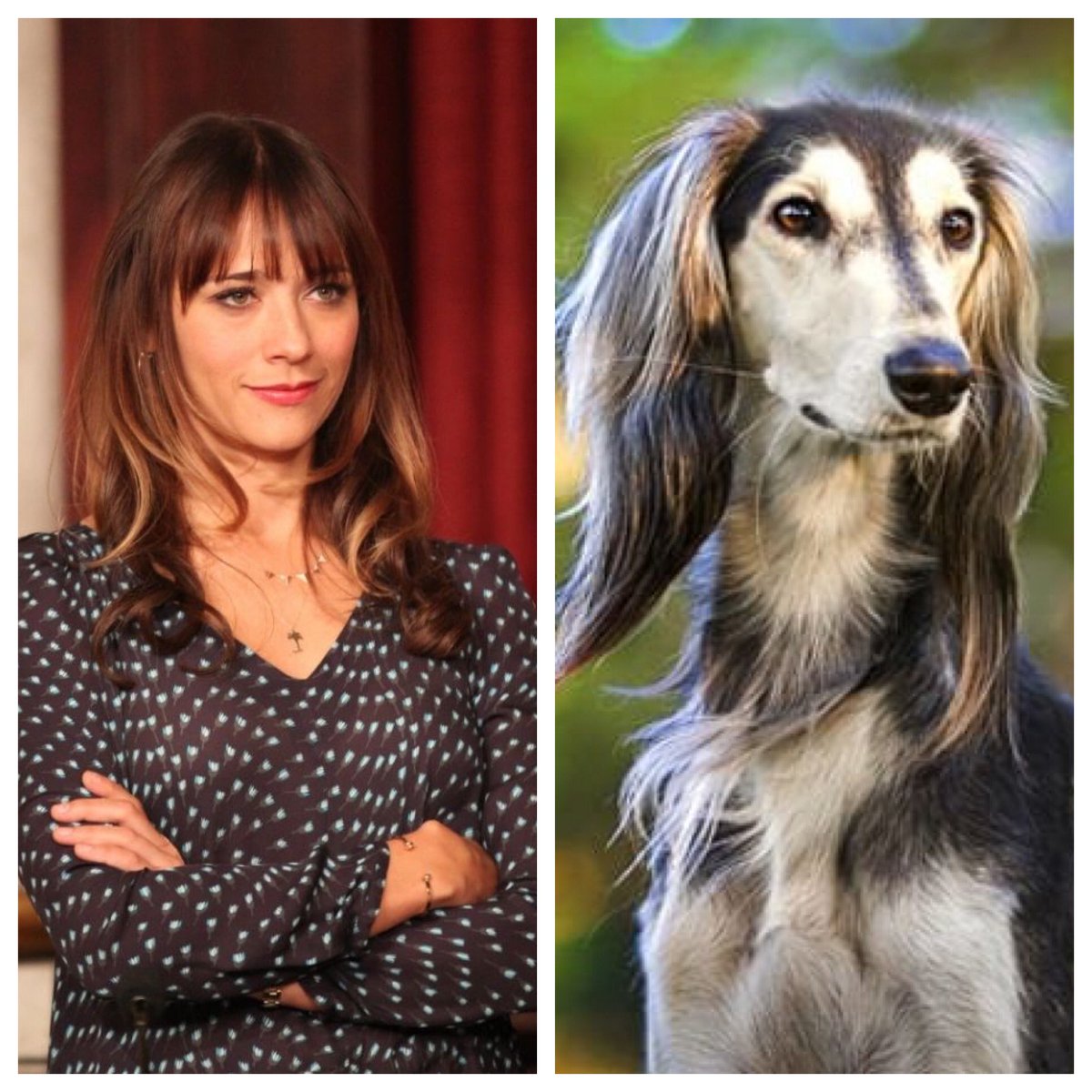 Ann Perkins ( #RashidaJones): a saluki. I’m not going to lie, I based this one exclusively on appearance. Salukis are way more aloof than Ann could ever be—but they both have excellent hair and would like you to know they don’t suffer fools gladly.  #barksandrec