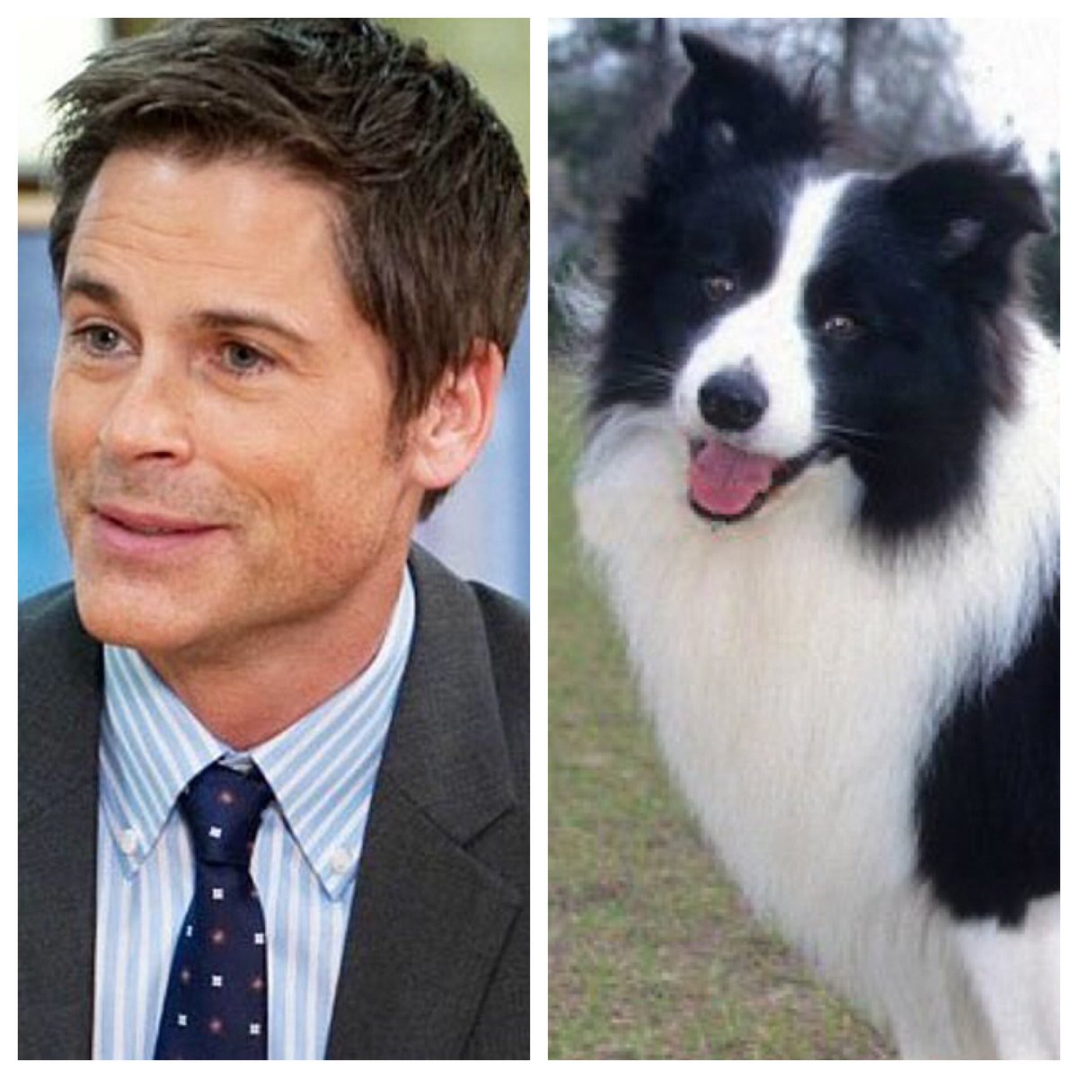 Chris Traeger ( @RobLowe): a border collie, of course. Highly intelligent, and full of E N E R G Y. You *literally* cannot tire them out.  #barksandrec
