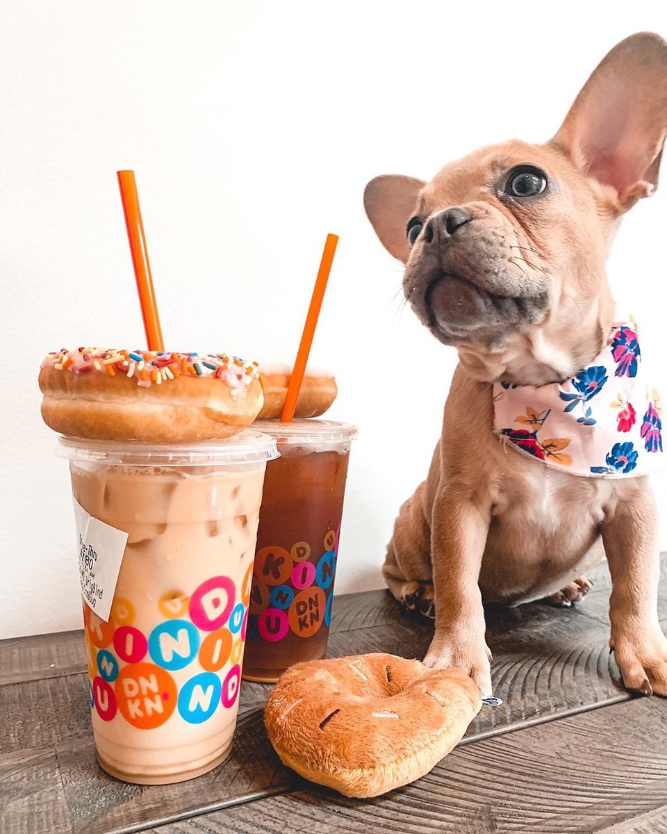 dunkindonuts's tweet photo. Hey there! I'm Cooper the Chief Joy Officer at the Dunkin' Joy in Childhood Foundation, taking over because it's #TakeYourDogtoWorkDay! I’m in charge of bringing joy to everyone I meet &amp; love taking a Dunkin' break with my human, just like these other pups. 🐶🍩 https://t.co/NOmrxonGmQ